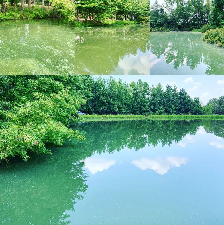 Before and After Phytoplankton Bloom out of control
