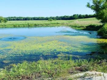 Aquatic Vegetation, 3OM LLC